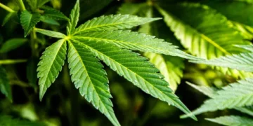 Казахстан разрешает коноплю: экономика растёт, а риски для народа?