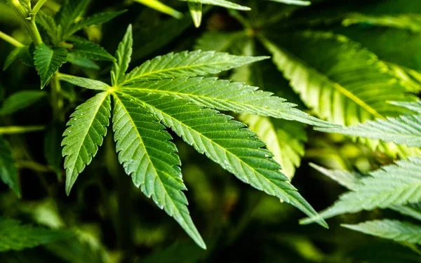 Казахстан разрешает коноплю: экономика растёт, а риски для народа?