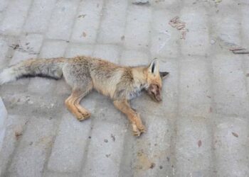 В Мангистауской области дикий лис напал на школьниц