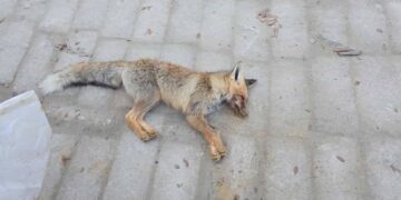 В Мангистауской области дикий лис напал на школьниц