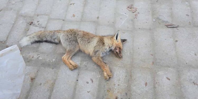 В Мангистауской области дикий лис напал на школьниц