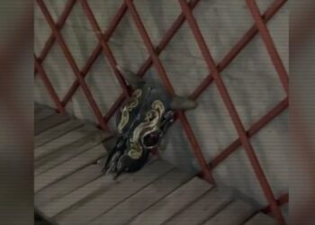 В стране раскрыты крупные преступления, включая торговлю детьми и «элитный эскорт»