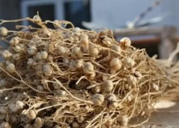 Лица, перевозившие адыраспан в Россию могут быть приговорены к пожизненному заключению