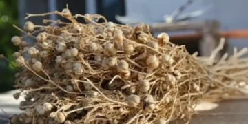 Лица, перевозившие адыраспан в Россию могут быть приговорены к пожизненному заключению