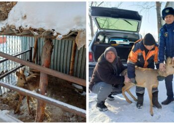 В Семее во дворе дома обнаружен сибирский олень