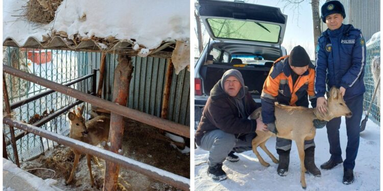 В Семее во дворе дома обнаружен сибирский олень