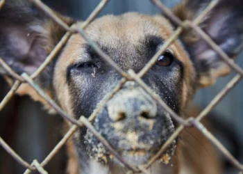 В Алматинской области собаки жестоко напали на женщину