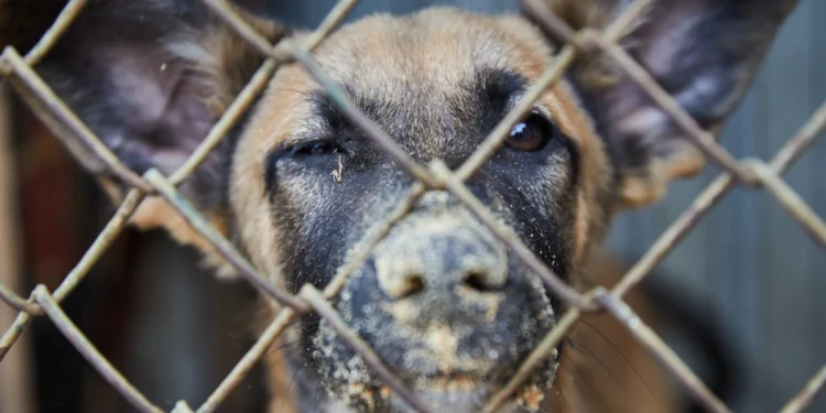 В Алматинской области собаки жестоко напали на женщину