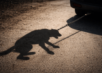 Привязал к машине и тащил: в Алматы зафиксирован случай жестокого обращения с собакой (ВИДЕО)