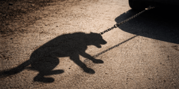 Привязал к машине и тащил: в Алматы зафиксирован случай жестокого обращения с собакой (ВИДЕО)