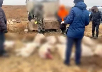 В Актюбинской области браконьеры перевозили 14 туш сайгаков