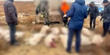 В Актюбинской области браконьеры перевозили 14 туш сайгаков