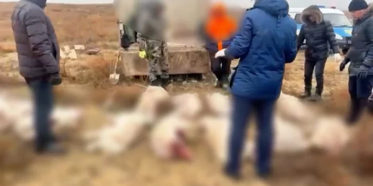 В Актюбинской области браконьеры перевозили 14 туш сайгаков