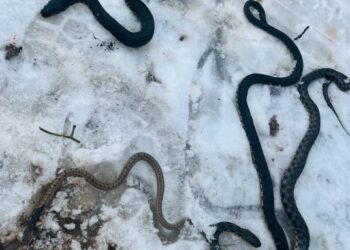 В Западном Казахстане под полом частного дома обнаружили 16 змей