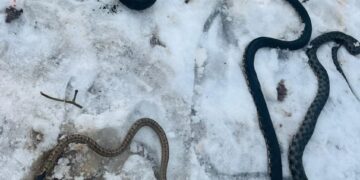 В Западном Казахстане под полом частного дома обнаружили 16 змей