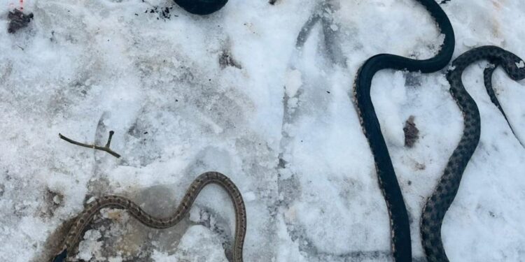 В Западном Казахстане под полом частного дома обнаружили 16 змей