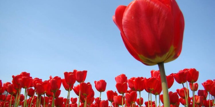 Один редкий тюльпан — до 13 млн тенге штрафа за уничтожение редких растений в Казахстане